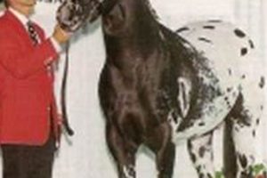 The Black Magic Zippo Stallion: A Legend Reborn |