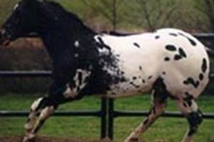 Black Magic Zippo Appaloosa |