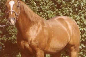 Collectible Zippo Pine Bar Horses for Sale | Shop Now |